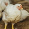 Poulet de chair