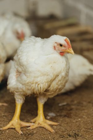 Poulet de chair