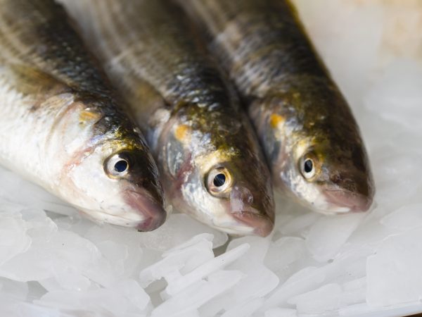 Poissons (pisciculture)
