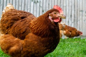 Poulet pondeuse