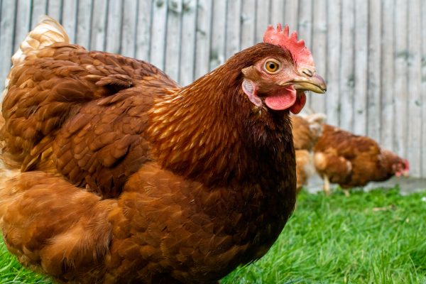 Poulet pondeuse