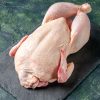 Poulet de chair