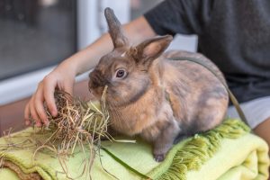 Lapins (cuniculture)