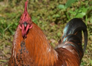 Poulet africain (hybride)